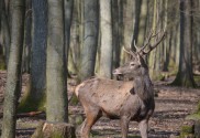 red-deer-293614_1280